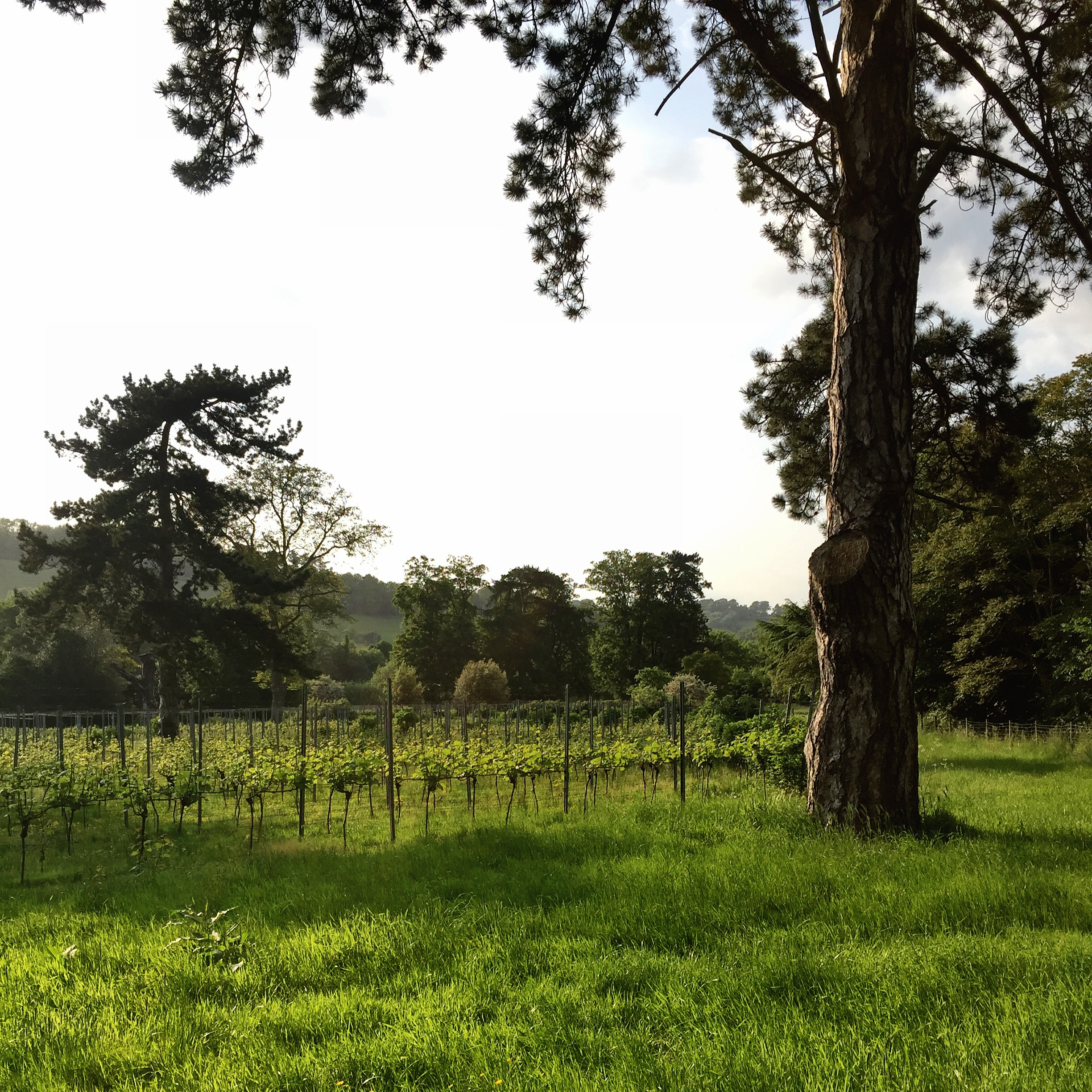 THE MOUNT VINEYARD | SHOREHAM KENT | VINEYARD | WE LOVE FOOD, IT'S ALL WE EAT.